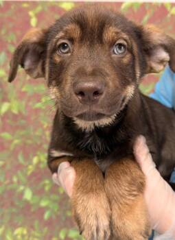 Shepherd and Mixed Breed Dogs Available for Adoption in San Antonio, Texas - Radish | PetCurious