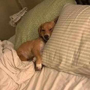 Chaparra -  Dachshund and Mixed Breed Dog for Adoption in Tacoma, Washington - Chaparra | PetCurious