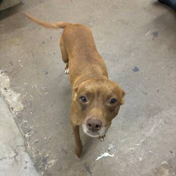 Brioche -  Mixed Breed Dog for Adoption in Corbin, Kentucky - Brioche | PetCurious