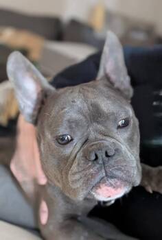 French Bulldog and English Bulldog Dogs Available for Adoption in Toronto, Ontario - Gio | PetCurious