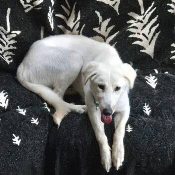 Jeff -  Labrador Retriever and Great Pyrenees Dog for Adoption in New London, Wisconsin - Jeff | PetCurious