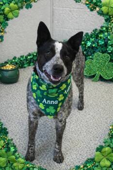 Australian Cattle Dog Blue Heeler Dogs Available for Adoption - Anna | PetCurious