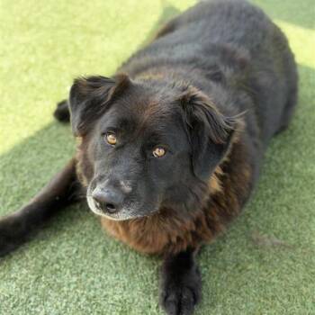 German Shepherd Dog Dogs Available for Adoption in Long Beach, California - Bear | PetCurious