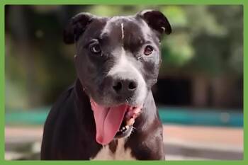 Rescue Pit Bull Terrier Dogs for Adoption in Amherst, Massachusetts - Kobe | PetCurious