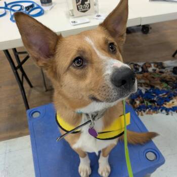 Fiona -  Cattle Dog and Shepherd Dog for Adoption in Attica, Michigan - Fiona | PetCurious