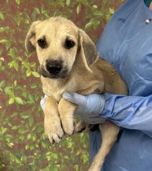 Nugget -  Labrador Retriever and Mixed Breed Dog for Adoption in San Antonio, Texas - Nugget | PetCurious