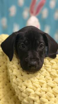 Labrador Retriever and Catahoula Leopard Dog Dogs Available for Adoption - MJ The Lab Mix Puppy | PetCurious