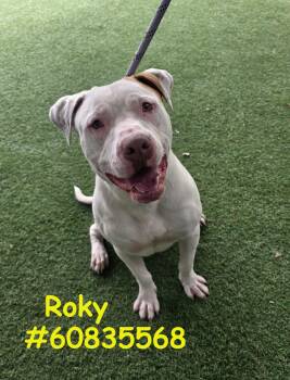 Pit Bull Terrier Dogs Available for Adoption in Wilkes-barre, Pennsylvania - Roky | PetCurious