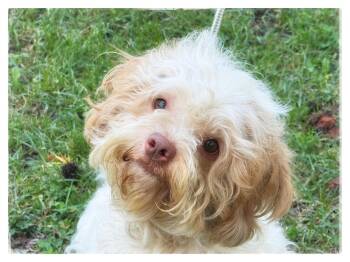 Cavapoo Dogs Available for Adoption in Meherrin, Virginia - Oliver | PetCurious