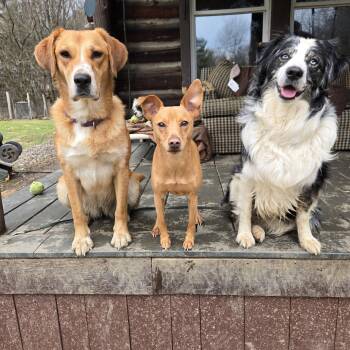 Rat Terrier and Dachshund Dogs Available for Adoption in Friendship, New York - Buddy | PetCurious