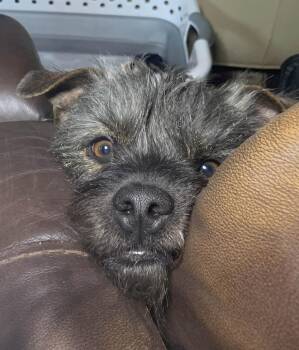 Rescue Yorkshire Terrier and American Staffordshire Terrier Dogs for Adoption in Mehoopany, Pennsylvania - DARCY In AZ | PetCurious