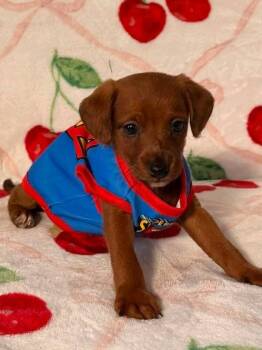Wilbur -  Jack Russell Terrier and Poodle Dog for Adoption in Toms River, New Jersey - Wilbur | PetCurious