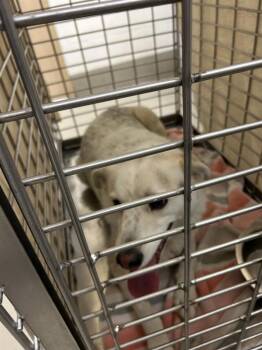 Border Collie Dogs Available for Adoption - Puppy A | PetCurious