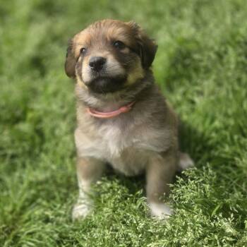 Shepherd Dogs Available for Adoption in Chattanooga, Tennessee - Antonia | PetCurious