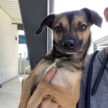 Zan -  Chihuahua and Mixed Breed Dog for Adoption in San Francisco, California - Zan | PetCurious