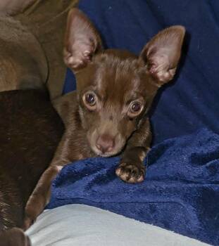 Charlie Brown (Donna-fostered in New England) -  Chihuahua Dog for Adoption in Brighton, Tennessee - Charlie Brown (Donna-fostered In New England) | PetCurious