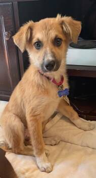 Sandy -  Shepherd Dog for Adoption in Columbia, Missouri - Sandy | PetCurious