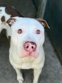Atmosphere -  Pit Bull Terrier Dog for Adoption in Chicago, Illinois - Atmosphere | PetCurious