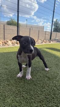 Scoop -  American Bully Dog for Adoption in Phoenix, Arizona - Scoop | PetCurious