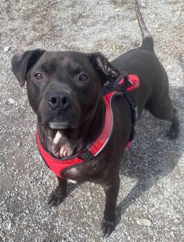 Rescue Pit Bull Terrier Dogs for Adoption in Montrose, Pennsylvania - Sebastian | PetCurious
