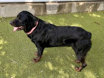 Rottweiler Dogs Available for Adoption - Sherlock | PetCurious