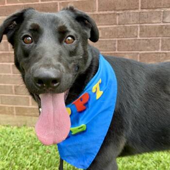Gucci -  Black Labrador Retriever Dog for Adoption in Angleton, Texas - Gucci | PetCurious