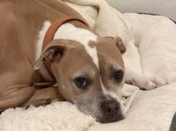 Hazel -  Bull Terrier Dog for Adoption in Bristol, Vermont - Hazel | PetCurious