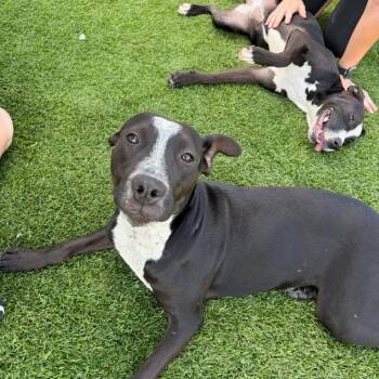 Darlene -  Pit Bull Terrier and Mixed Breed Dog for Adoption in Evansville, Indiana - Darlene | PetCurious