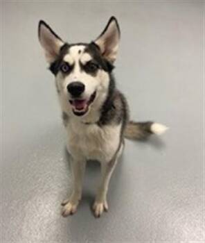 Siberian Husky Dogs Available for Adoption - KOVU | PetCurious