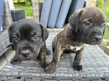 Bella -  Cane Corso and Pit Bull Terrier Dog Available for Adoption in Youngstown, Ohio - Bella | PetCurious