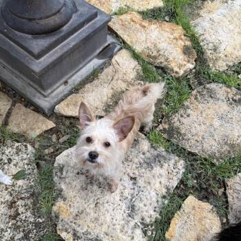 Jimmy Mack is perfect -  Fox Terrier and Yorkshire Terrier Dog for Adoption in Lockhart, Texas - Jimmy Mack Is Perfect | PetCurious