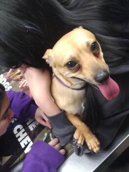 Chihuahua and Miniature Pinscher Dogs Available for Adoption - SNICKERS! Fun Playful 