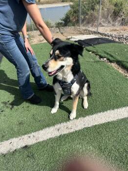 Bear -  Husky and Mixed Breed Dog for Adoption in Green River, Wyoming - Bear | PetCurious