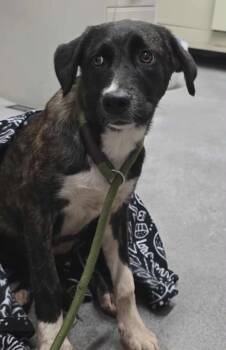 Rescue Mixed Breed Dogs for Adoption in Hillsdale, Indiana - Diva | PetCurious
