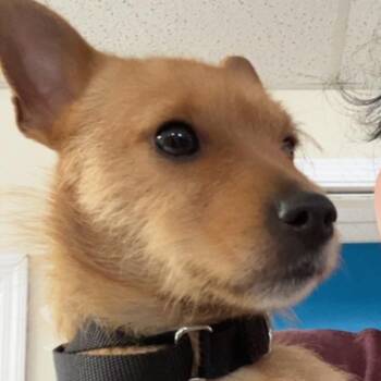 Terrier Dogs Available for Adoption in Uniontown, Pennsylvania - Laura | PetCurious