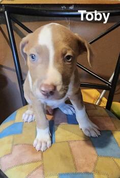Toby -  American Staffordshire Terrier Dog for Adoption in Manchester, Connecticut - Toby | PetCurious
