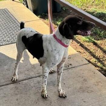 Greta -  German Shorthaired Pointer and None Dog for Adoption in Tampa, Florida - Greta | PetCurious