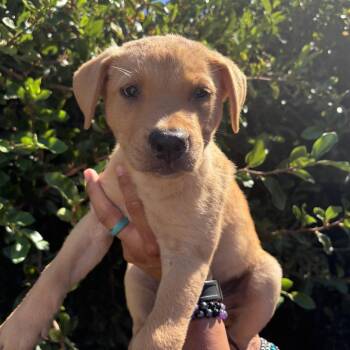 Cider -  Labrador Retriever and Mixed Breed Dog for Adoption in Goleta, California - Cider | PetCurious