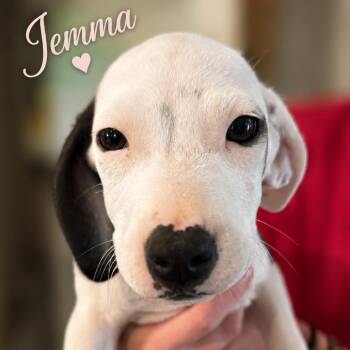 Jemma -  Beagle and Mixed Breed Dog for Adoption in Opelika, Alabama - Jemma | PetCurious