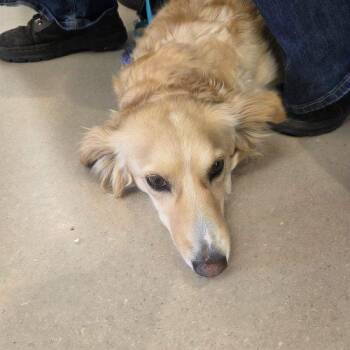 Australian Shepherd Dogs Available for Adoption in Grand Junction, Colorado - Daisy | PetCurious