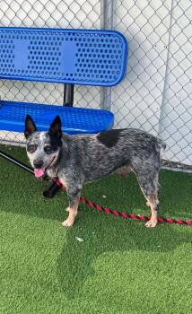 Tampa BLU -  Australian Cattle Dog Blue Heeler Dog for Adoption in Lakewood Ranch, Florida - Tampa BLU | PetCurious