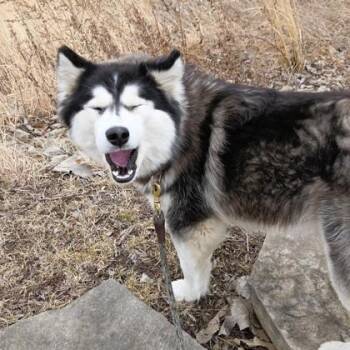 Slushie -  Siberian Husky and Mixed Breed Dog for Adoption in Wheaton, Illinois - Slushie | PetCurious