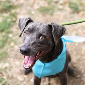 TOM -  Weimaraner Dog for Adoption in San Antonio, Texas - TOM | PetCurious