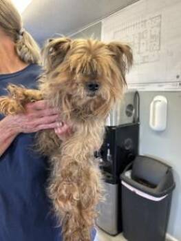 Benji (blind/deaf) 18 yrs -  Yorkshire Terrier Dog for Adoption in West Memphis, Arkansas - Benji (blind/deaf) 18 Yrs | PetCurious