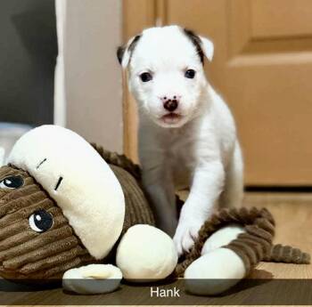 Rescue Australian Shepherd Dogs for Adoption in Warwick, Rhode Island - HANK | PetCurious