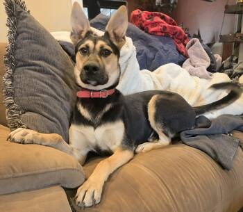 Maverick -  German Shepherd Dog Dog for Adoption in Harlingen, Texas - Maverick | PetCurious
