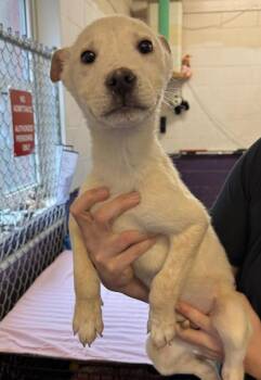 Siberian Husky Dogs Available for Adoption - Runt | PetCurious