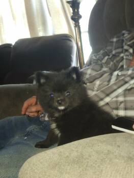 Rambo -  Dog for Sale in Neosho, Missouri - Rambo | PetCurious