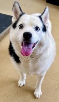 SNOW -  Siberian Husky and Mixed Breed Dog for Adoption in Derwood, Maryland - SNOW | PetCurious