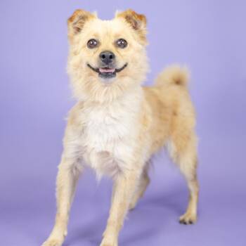 Sequoia -  Pomeranian Dog for Adoption in Portland, Oregon - Sequoia | PetCurious